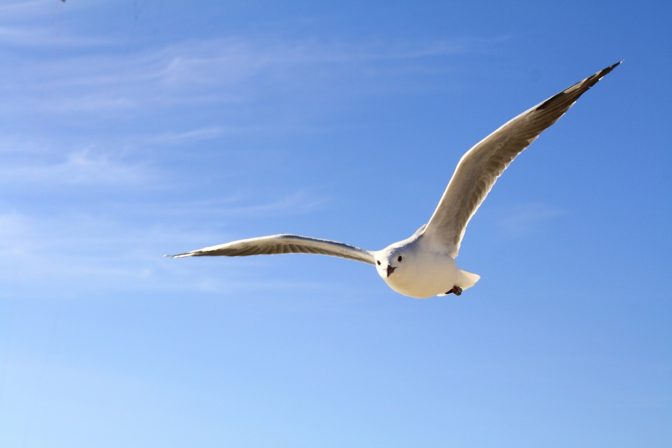 Foto: pixabay.com