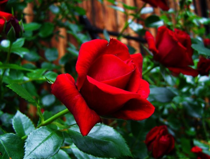 Foto: pixabay.com