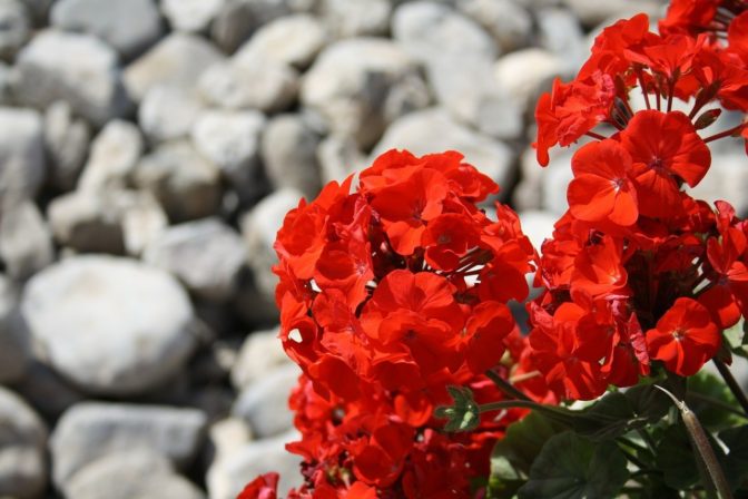 Foto: pixabay.com