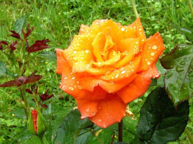 Foto: freeimages.com
