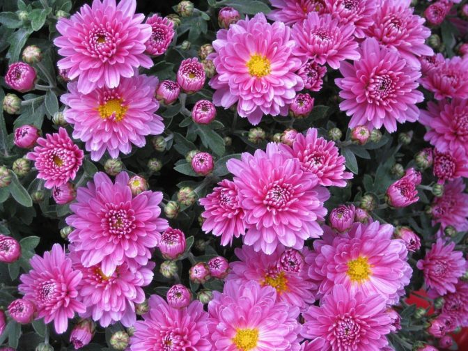 smooth-leaf-aster-10201_1280
