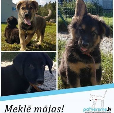 Foto: Labās mājas Juglā