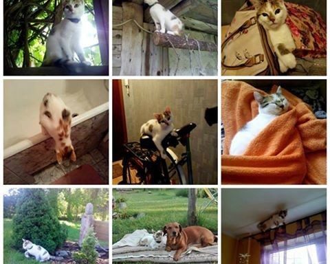 Foto: Labās mājas Juglā
