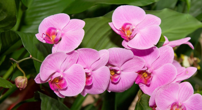 Foto: freeimages.com