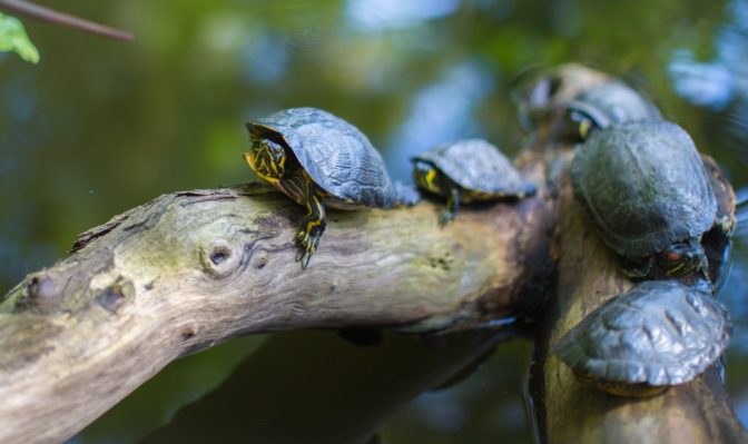 Foto: pexels.com