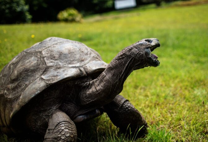 FILES-SAINTHELENA-BRITAIN-RECORD-TORTOISE-OFFBEAT