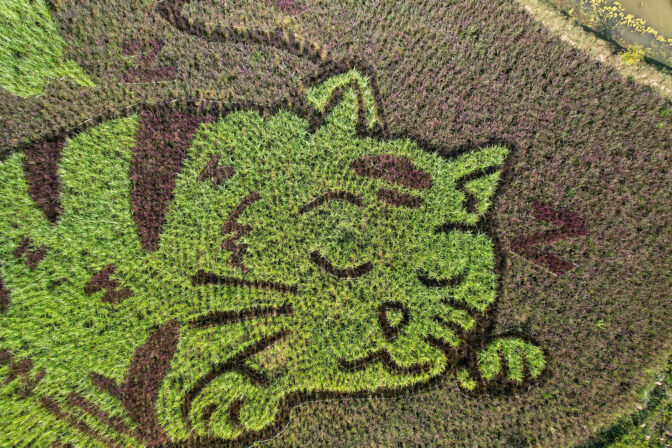THAILAND-ART/RICE