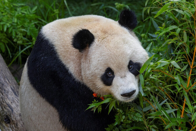 CHINA-PANDAS/USA