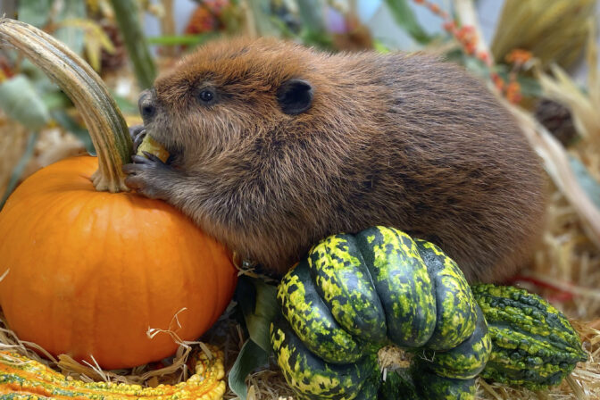 Plight of Nibi the Beaver