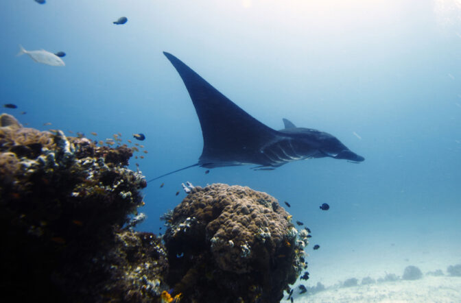 Indonesia Protecting Mantas