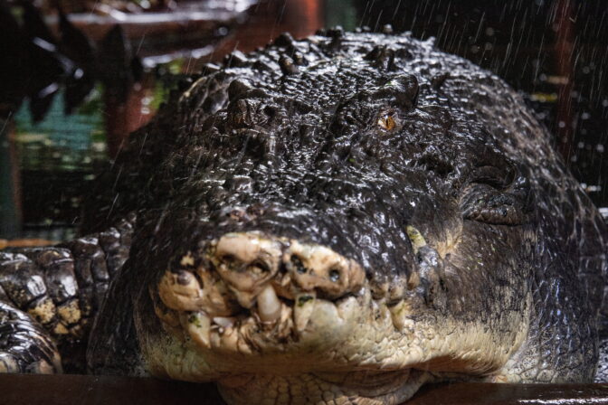 (FILE) AUSTRALIA ANIMALS CROCODILE CASSIUS DEATH