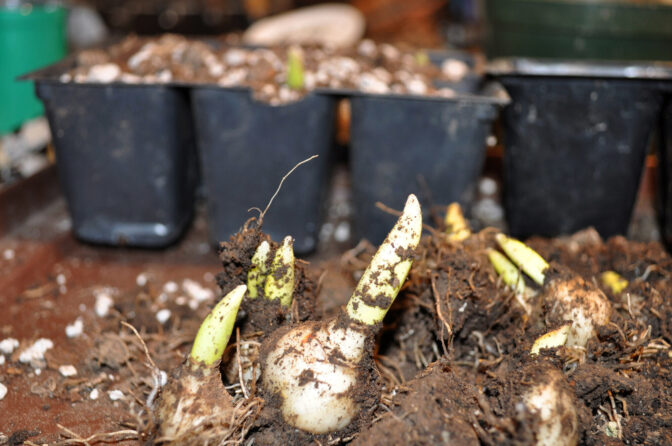 Gardening-Propigating Lilies
