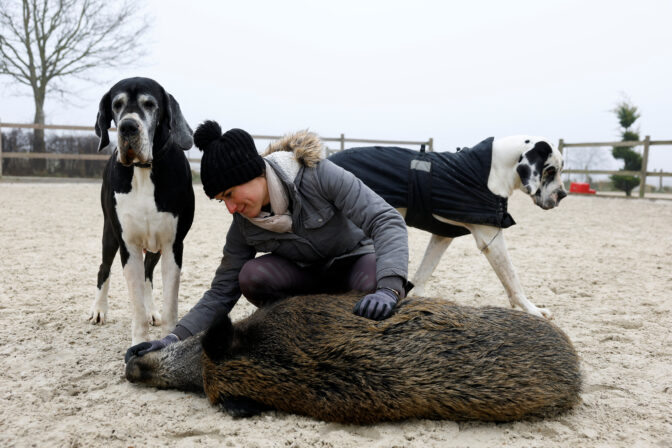 FRANCE-BOAR/