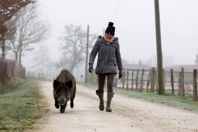 FRANCE-BOAR/