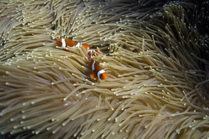 COP27 Australia Great Barrier Reef