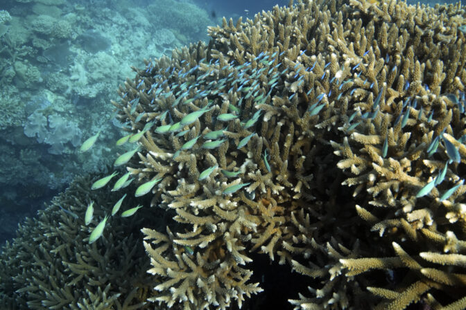 Climate Great Barrier Reef Warming