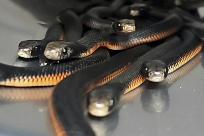 Australia Snakes In Mulch