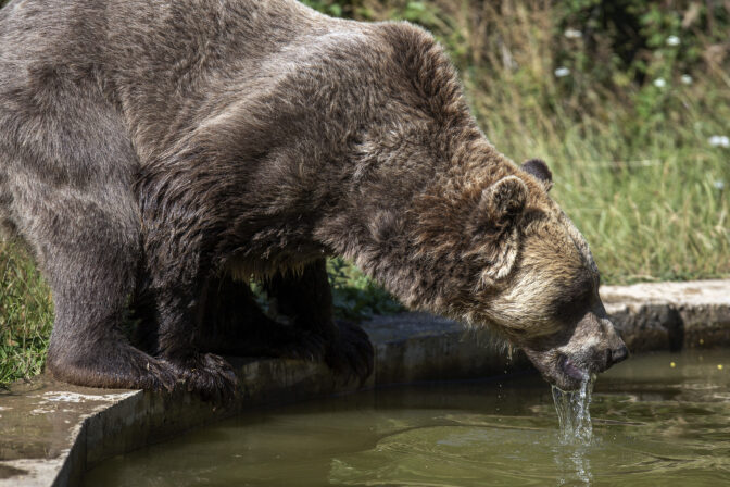 Kosovo Heatwave Bears