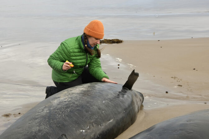 Australia Stranded Whales