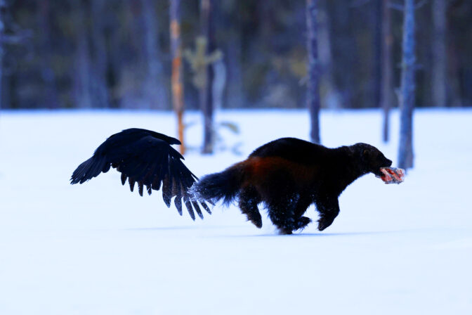 RAVEN, WOLVERINE AND BEAR FRIENDS