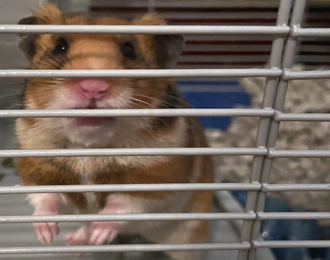 Virus Outbreak Diary Hamster at Home