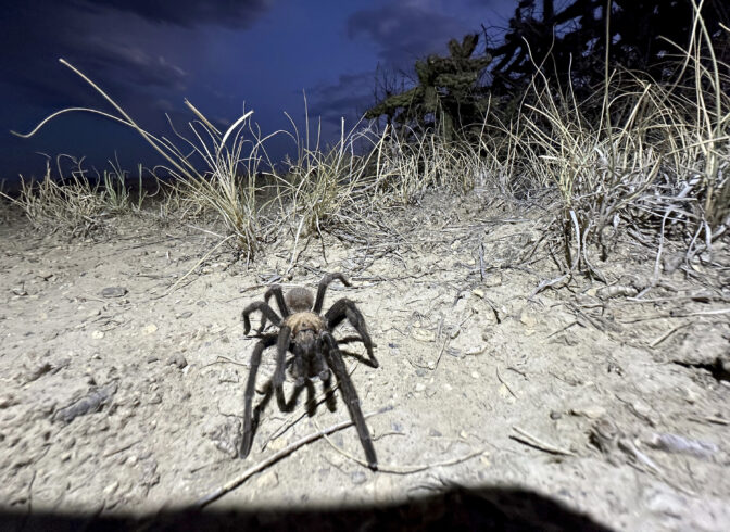 Tarantula Festival