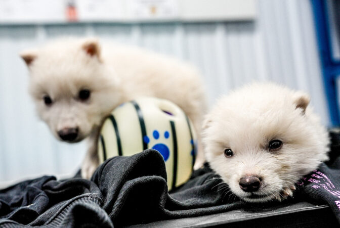 Game Of Bones! 'Dire Wolves' Recreated By Genetics Firm