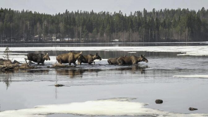 Sweden Great Moose Migration
