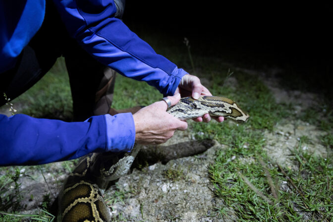 FLORIDA-PYTHON/HUNTRESS