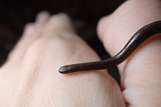 BARBADOS-ENVIRONMENT-ANIMAL-SNAKE