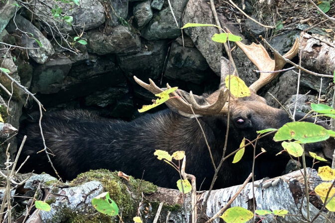 Trapped Moose