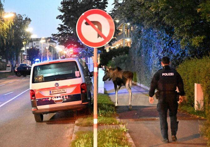 AUSTRIA-ANIMAL-MOOSE-OFFBEAT
