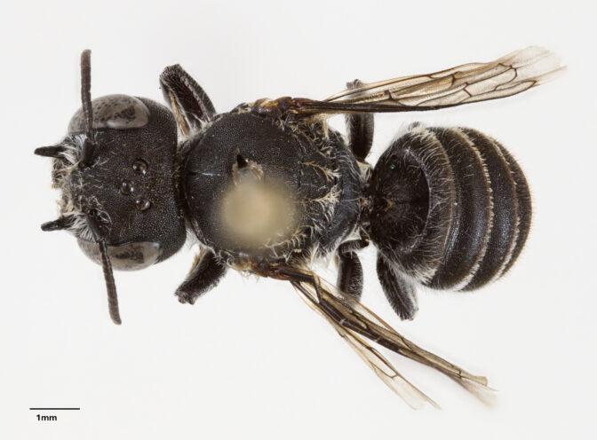 Bee species with horns discovered in Western Australia