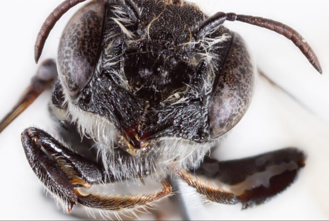 Bee species with horns discovered in Western Australia