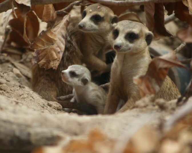 Adore The Meerkat! Beautiful Babies Light Up San Antonio Zoo