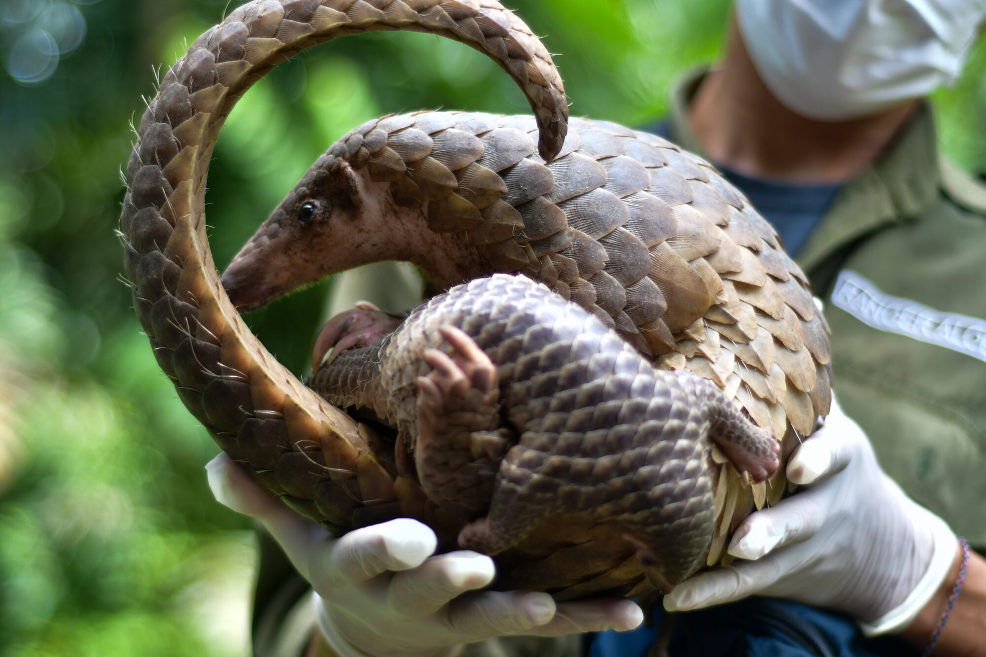 Animals Are Released Into Indonesian Conservation Forest