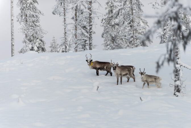 Climate Arctic Reindeer