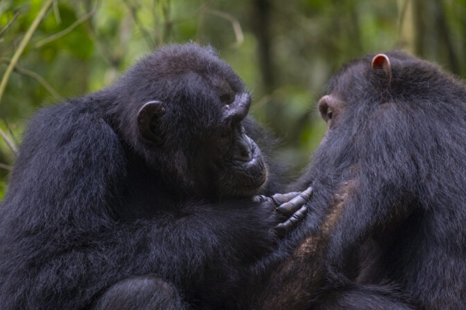 Chimpanzees Filmed 'Using Leaves Like Toilet Paper'