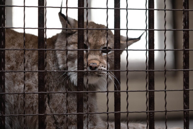 Lynx from war-torn Ukraine arrives at new UK home after perilous journey across Europe