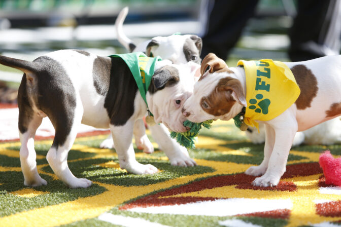 Puppy Bowl Café activation
