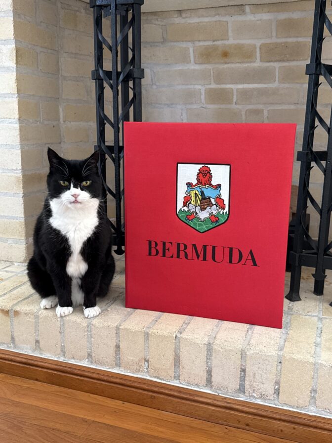 Foreign Office Cat Palmerston Becomes Britain's First Feline Diplomat