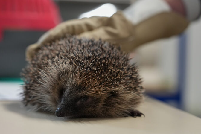 France Hedgehog