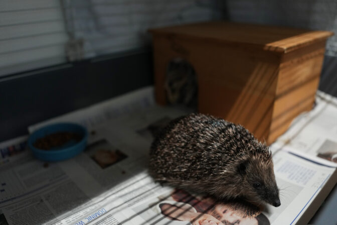 France Hedgehog