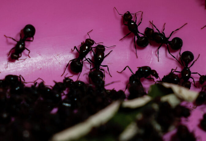 KENYA-ANTS/