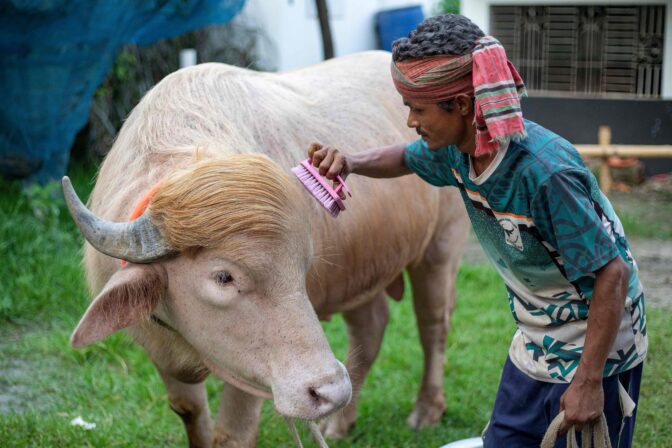 BANGLADESH-US-POLITICS-BUFFALO