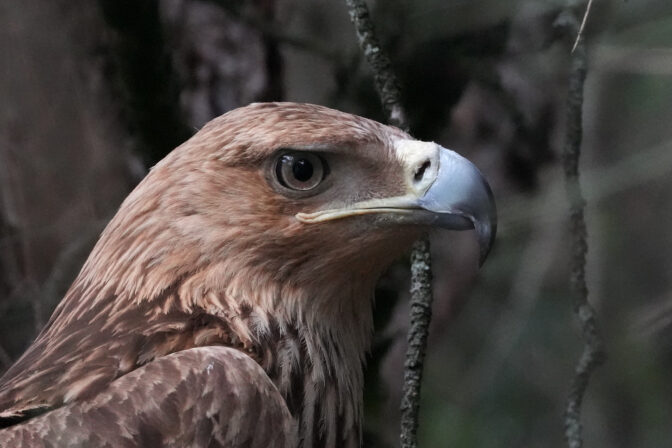 Serbia Eagle's Journey