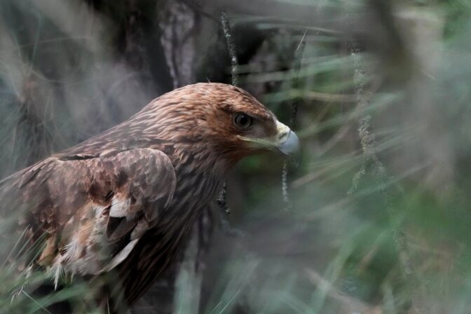 Serbia Eagle's Journey