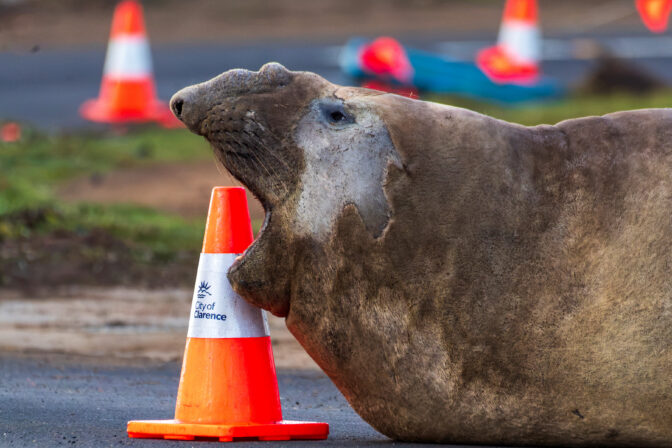 Australia Neil the Seal