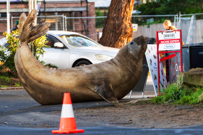 Australia Neil the Seal