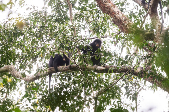 CONGO-MONKEY/